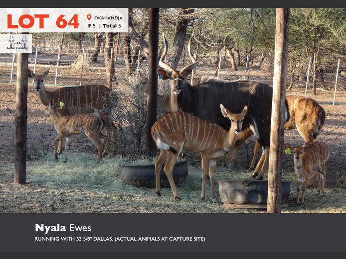 Nyala Ewes running with 33 1/8" Dallas | AA Game Farming