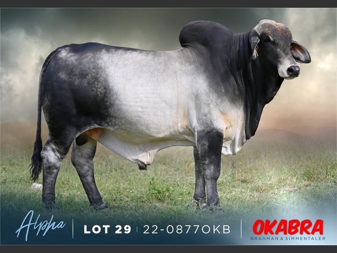 22-0877OKB | OKABRA BRAHMAN
