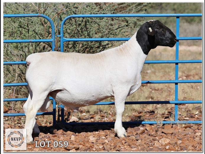 2052 24 0318 | LOUIS VAN RENSBURG, H/A LEEUPUT TRUST