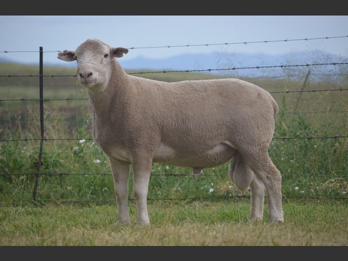 T 240373 | TWEE BROERS DORMER STOET