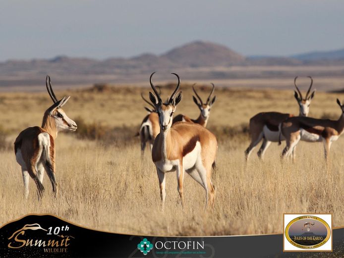 13"+ Springbok Ewes running with 19 4/8 - 20" Rams
