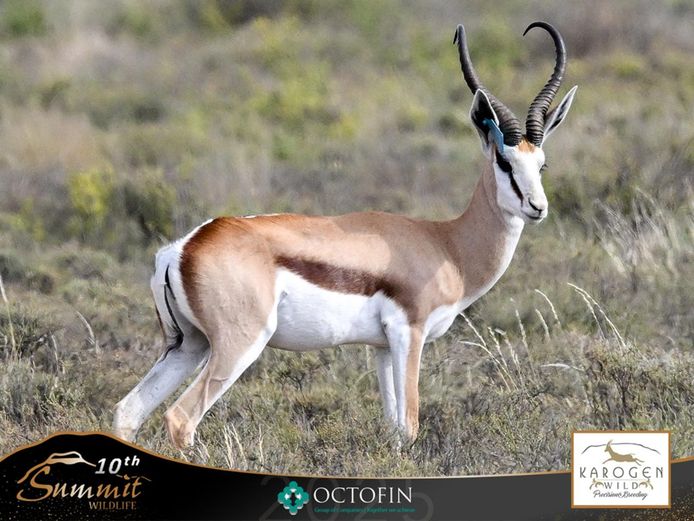 19" Springbok Ram