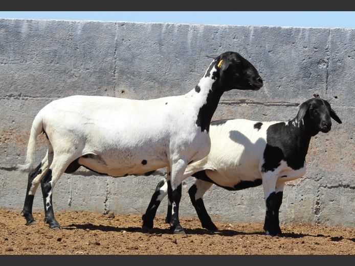 CRL 21.087 | Riaan Liebernberg - Hanri Meatmasters