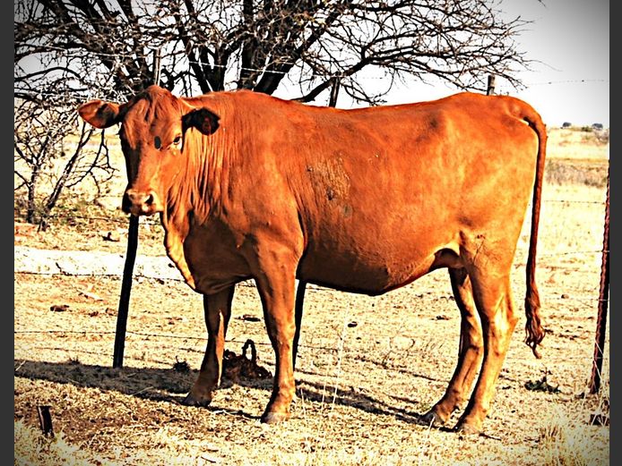 RO240009 | ROEH SENEPOL BK