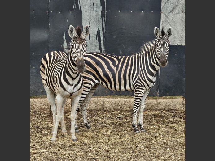 ZEBRA | NYLSVLEI GAME