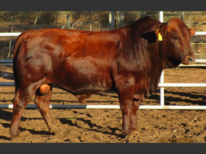WAGNER BONSMARAS | WAGB220067