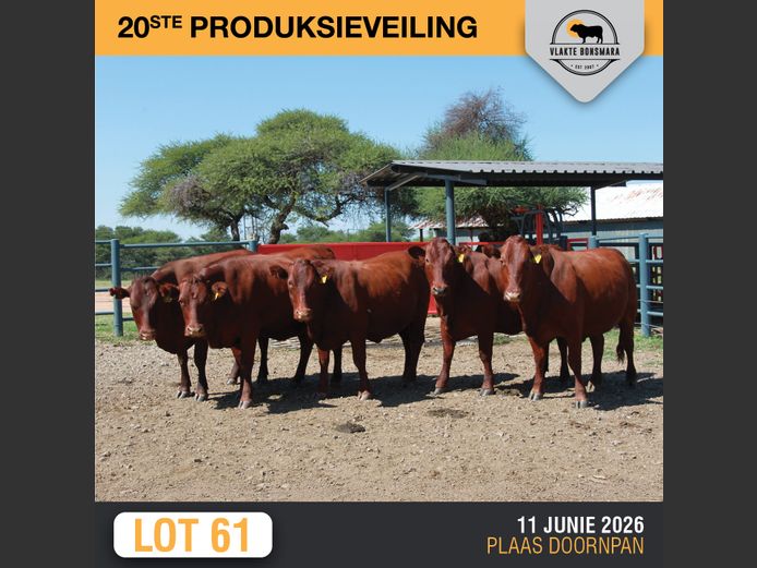 Commercial Animals | SOMERHOEK BONSMARAS