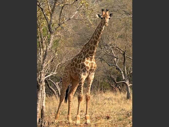 GIRAFFE