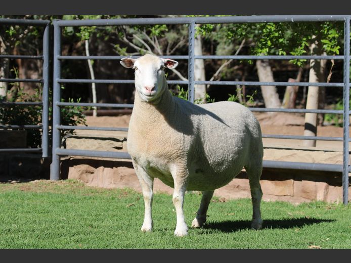 DZ 220360 | 2 STEYNS BOERDERY