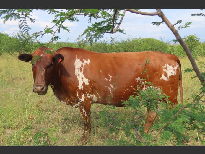 Commercial Animals | MATLA (O.T. Jannasch)