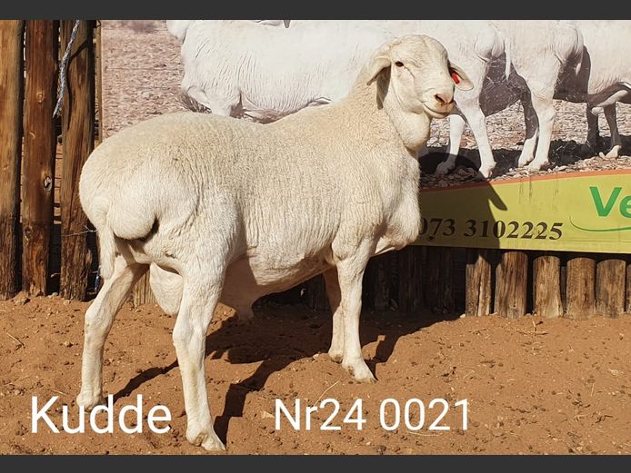 24021 | Johan Stadler