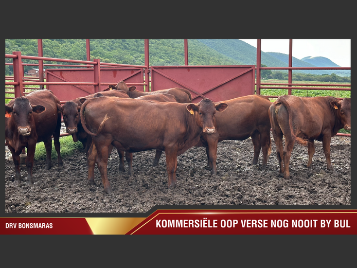 Commercial Animals | DRV
Bonsmaras 
