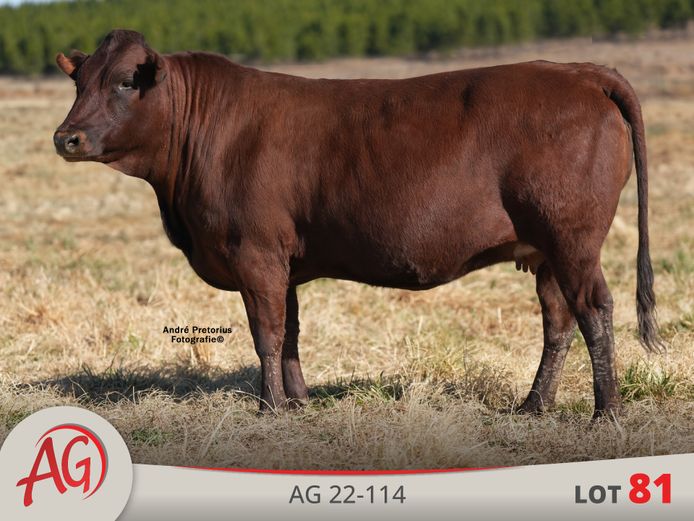 AG220114 | ARTHUR DE VILLIERS & SEUN