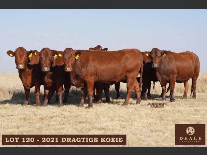Dragtige Koeie