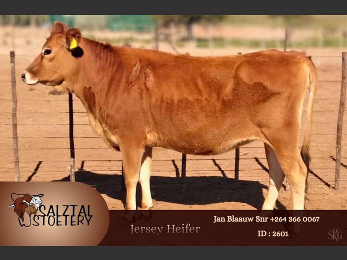 COMMERCIAL JERSEY HEIFER | SALZTAL STOETERY 