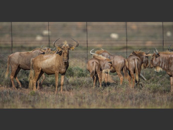 Goue Wildebees | Quaggasfontein