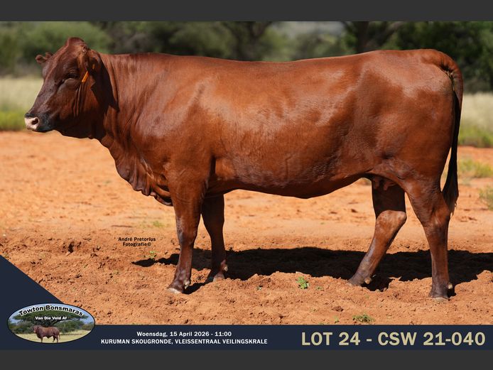 Commercial Animals | Towton Bonsmaras