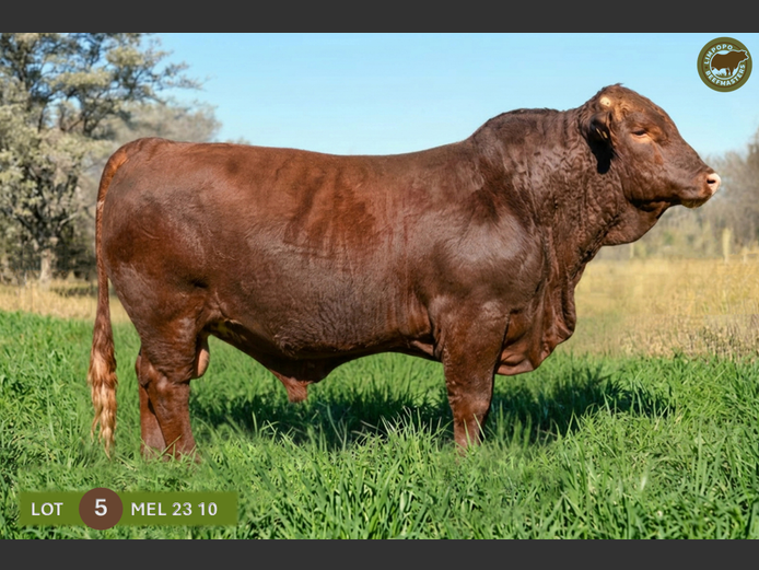 MEL 230010 | MELAMPUS