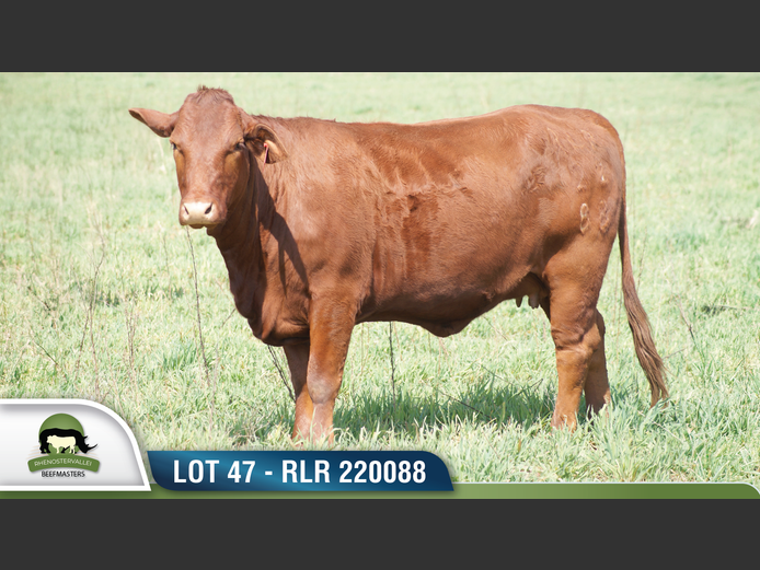 RLR 220088 | RHENOSTERVALLEI