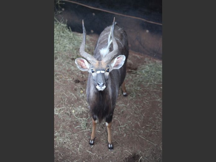 NJALA BUL