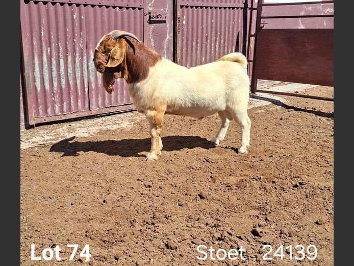 24139 | KASTEEL BOERBOK RAMME