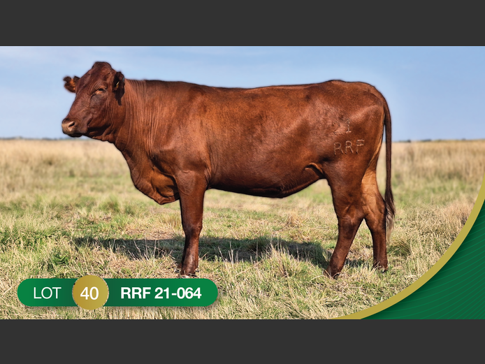 RRF210064 | CULMPINE BONSMARAS