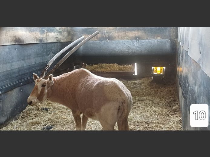 GOUE GEMSBOK | AJ WIID TRUST