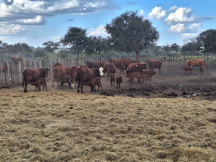 Commercial Cow & Calf
