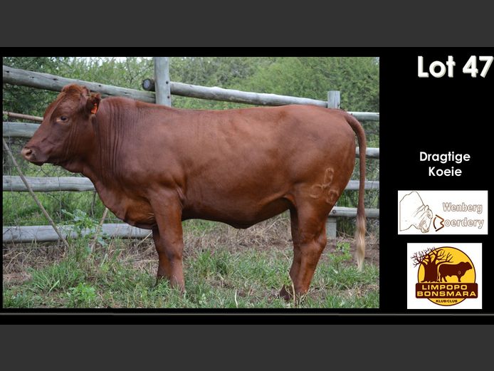Commercial Animals | Wenberg Boerdery