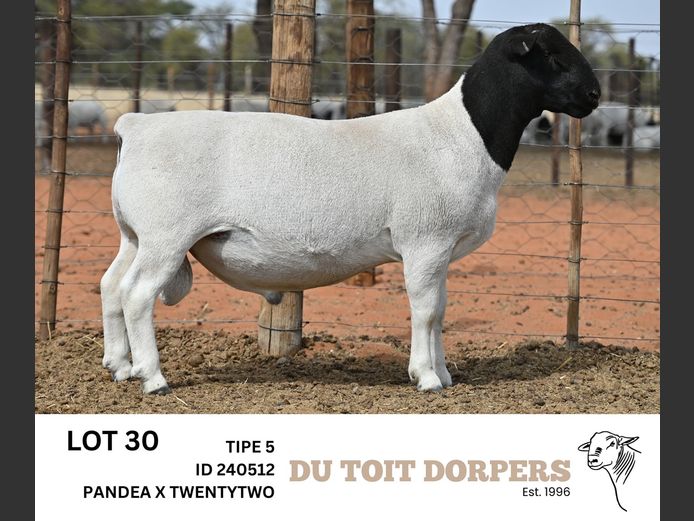 240512 | DU TOIT DORPERS