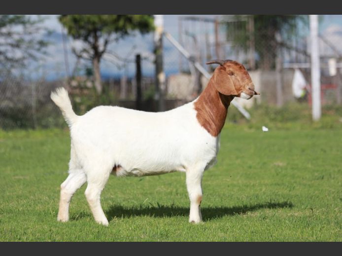 25-05 | Bossieboerdery
