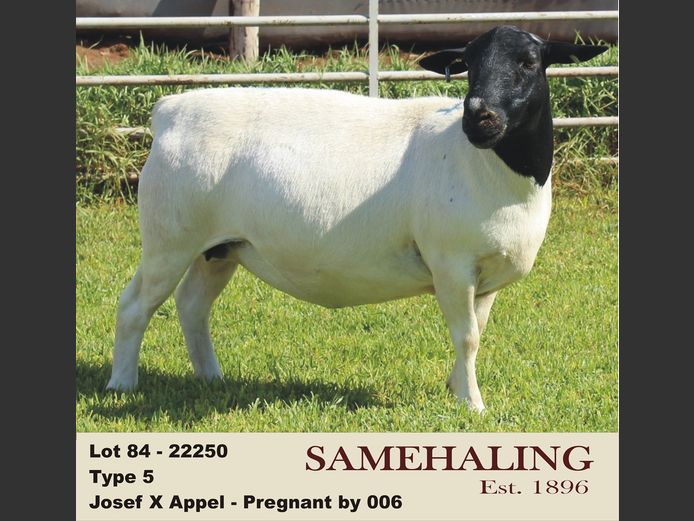22250-330 | SAMEHALING DORPERS