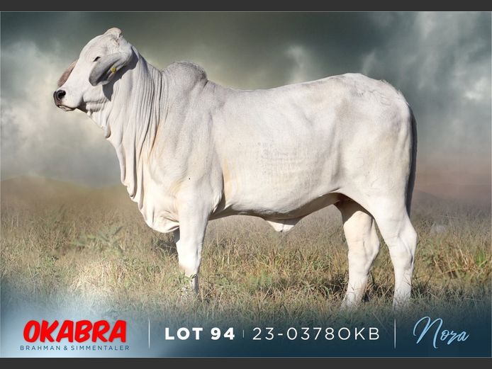 23-0378 OKB | OKABRA BRAHMAN