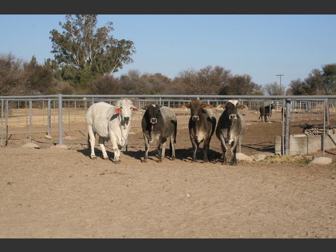 Commercial Animals