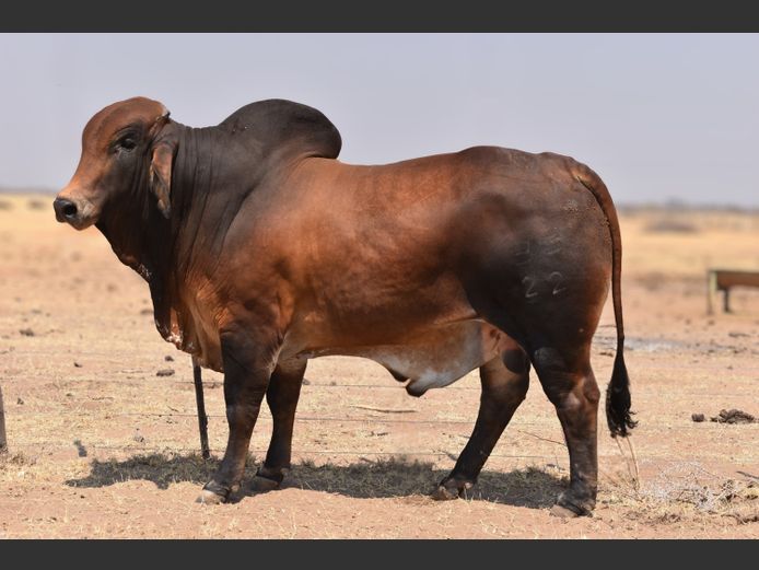 22-0033HB | RUMBA BRAHMAN