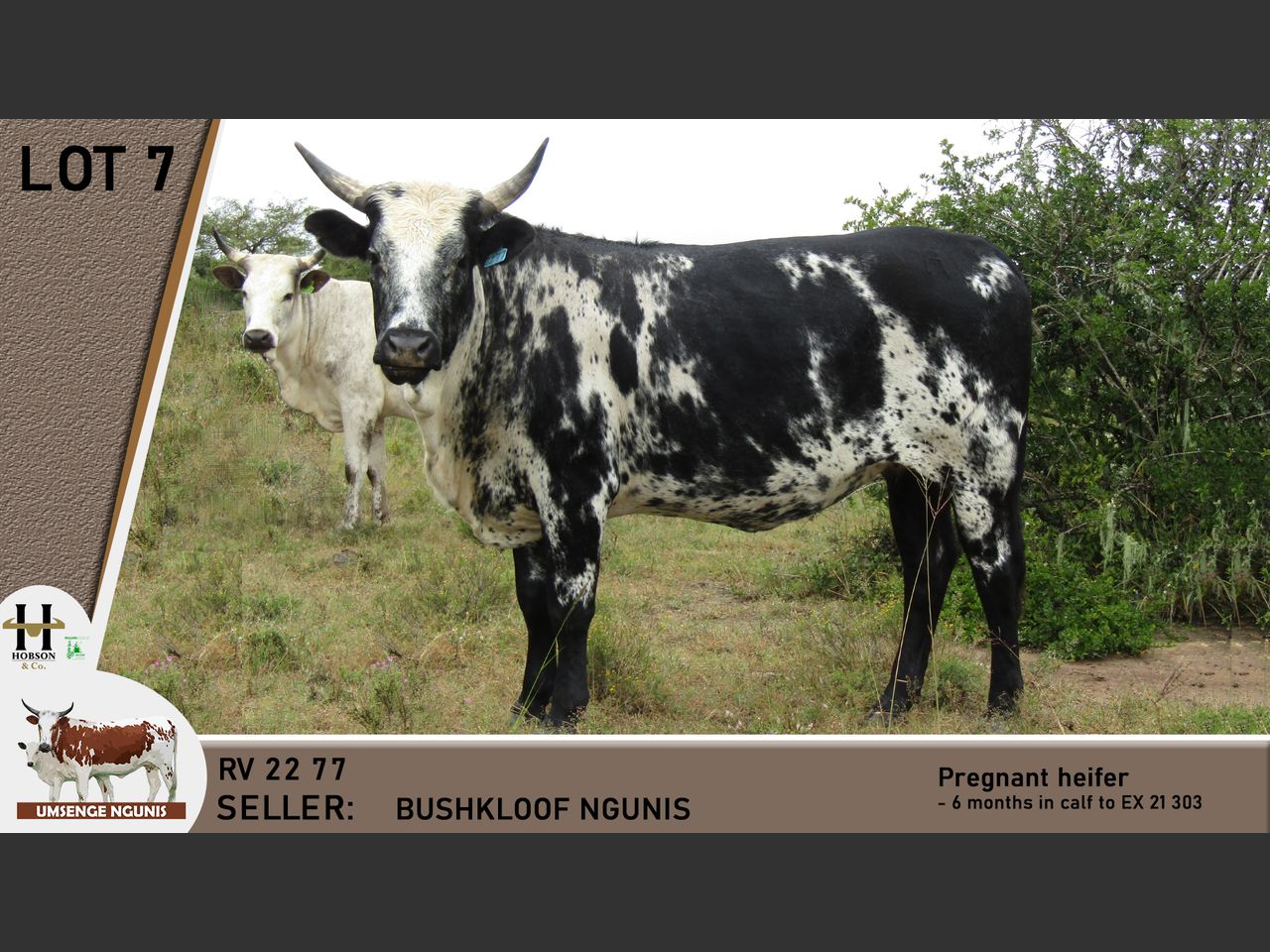 Lot 7 | UMSENGE NGUNI'S 25TH BULL & PRODUCTION SALE | SwiftVEE | South ...