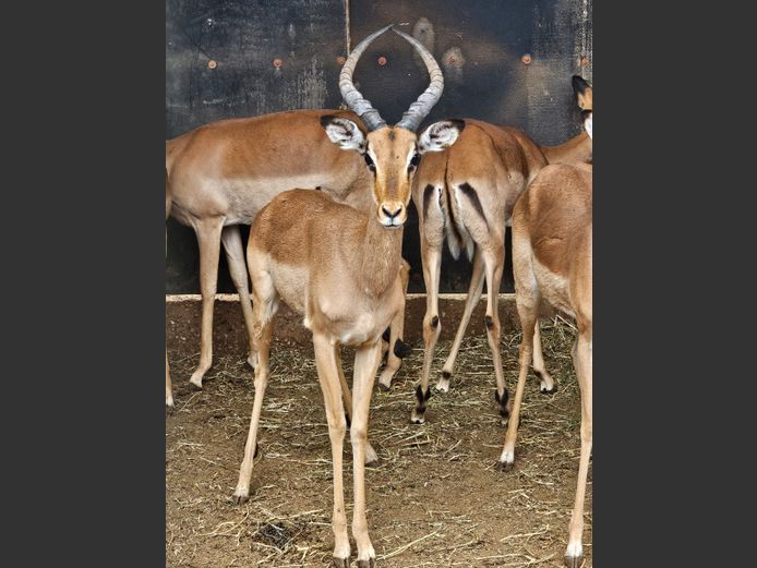 IMPALA | GHOST TRADING