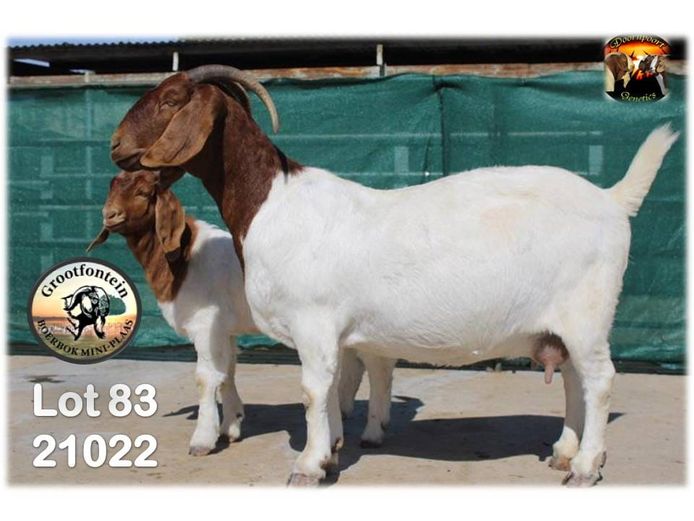 1351210022 | GROOTFONTEIN BOERBOK