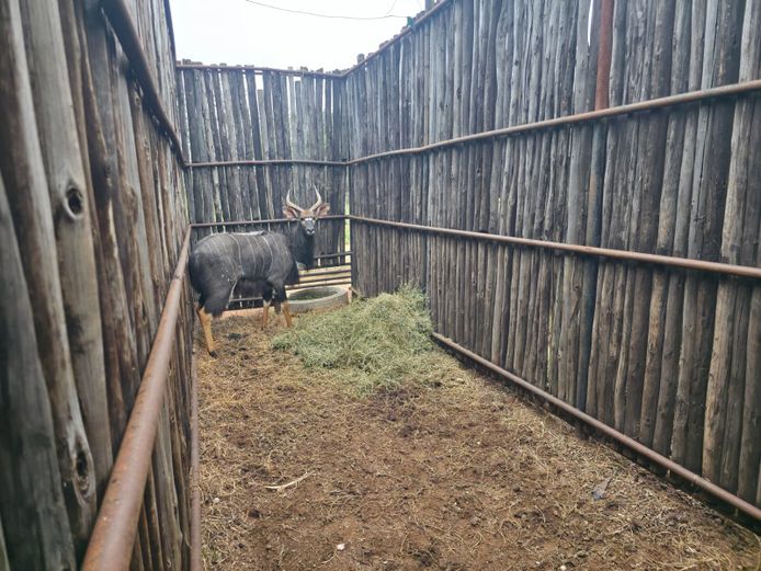 NJALA | ALESIA BOERDERY
