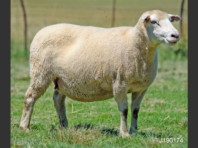 J 190174 | LEEUWKOP DORMERS