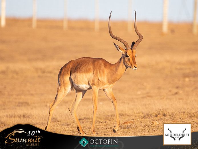 23 6/8" Impala Ram	