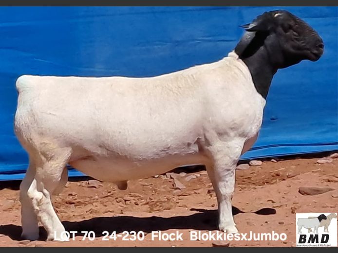 24-230 | BROER MARITZ DORPERS