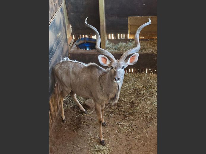 KOEDOE | 258 FARMS