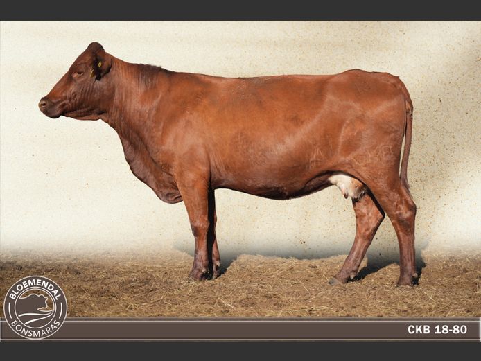 CKB180080 | CHRIS KRUGELL BLOEMENDAL