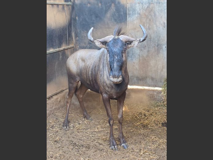 BLOUWILDEBEES | LEBENKELE