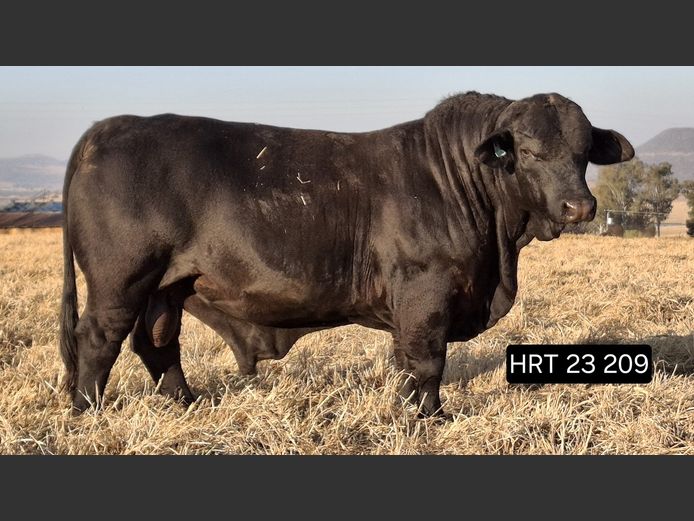 HRT23209 | HUNTERS REST BLACK BRANGUS