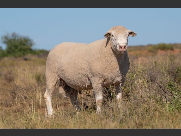 HE 240243 | EKSTEEN’S HATARI DORMER STUD