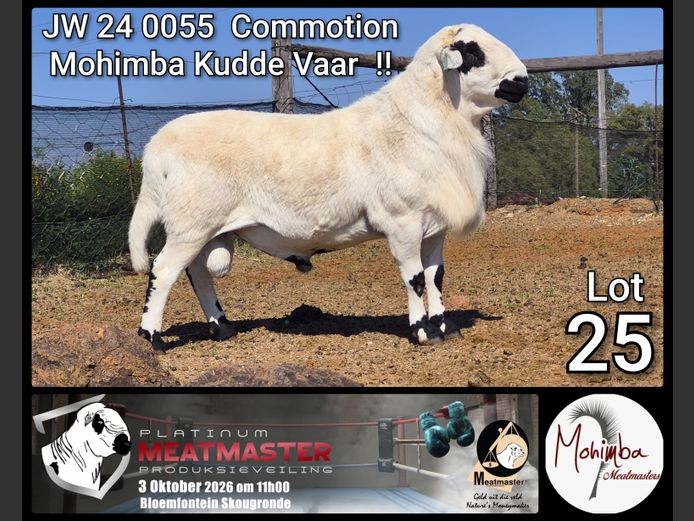 JW 24 0055 COMMOTION | Mohimba Meatmasters