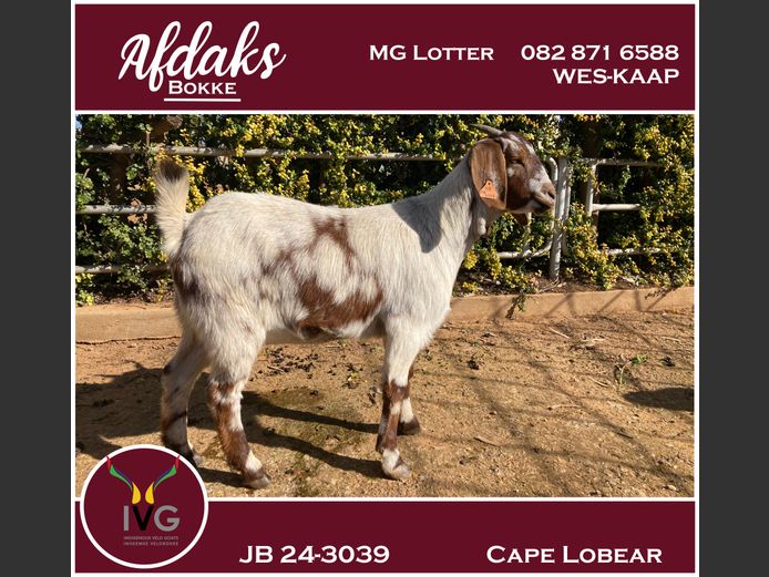 JB 24 - 3039 | Afdaks Bokke, Mg Lotter -SA Goat Genetics