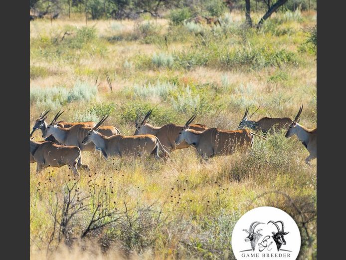 livingstone crossings
Eland Breeding | WATERBERG PLATO GAME BREEDERS